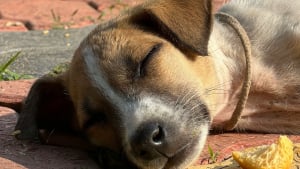 Illustration : Pouvez-vous donner du pain dur &agrave; votre chien ?