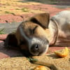 Illustration : Pouvez-vous donner du pain dur &agrave; votre chien ?