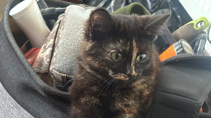 Illustration : Un jardinier trouve un sac de courses et permet le sauvetage au bon moment d&rsquo;un chaton de 3 mois