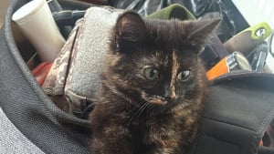 Illustration : "Un jardinier trouve un sac de courses et permet le sauvetage au bon moment d’un chaton de 3 mois"