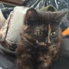 Illustration : Un jardinier trouve un sac de courses et permet le sauvetage au bon moment d&rsquo;un chaton de 3 mois