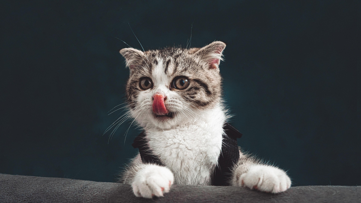 Illustration : "6 comportements humains à éviter pour un chaton épanoui et équilibré"