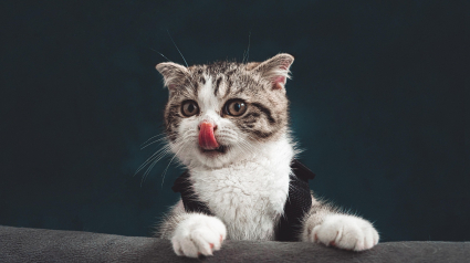 Illustration : 6 comportements humains &agrave; &eacute;viter pour un chaton &eacute;panoui et &eacute;quilibr&eacute;