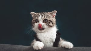 Illustration : "6 comportements humains à éviter pour un chaton épanoui et équilibré"