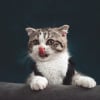 Illustration : 6 comportements humains &agrave; &eacute;viter pour un chaton &eacute;panoui et &eacute;quilibr&eacute;