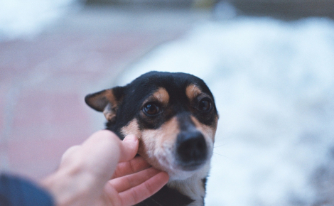 Caresser un chien qui a peur renforce son anxiété : mythe ou réalité ?