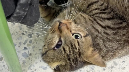 Illustration : Une b&eacute;n&eacute;vole d&eacute;couvre un chat errant bless&eacute; dans une &eacute;cole transform&eacute;e en bureau de vote et d&eacute;cide de l'adopter