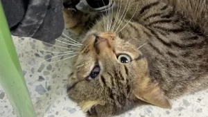 Illustration : Une bénévole découvre un chat errant blessé dans une école transformée en bureau de vote et décide de l'adopter