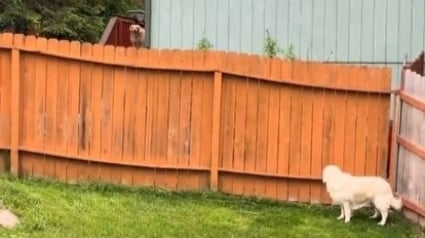 Illustration : L'attitude poignante d'un Golden Retriever continuant d'aboyer &agrave; la cl&ocirc;ture o&ugrave; il rencontrait le chien d&eacute;c&eacute;d&eacute; des voisins (vid&eacute;o)