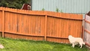 Illustration : L'attitude poignante d'un Golden Retriever continuant d'aboyer à la clôture où il rencontrait le chien décédé des voisins (vidéo)