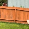 Illustration : L'attitude poignante d'un Golden Retriever continuant d'aboyer &agrave; la cl&ocirc;ture o&ugrave; il rencontrait le chien d&eacute;c&eacute;d&eacute; des voisins (vid&eacute;o)