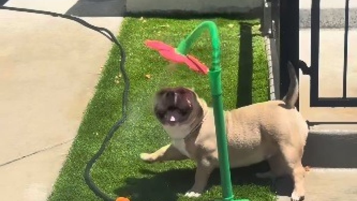 Illustration : "En pleine canicule, cette chienne s'amuse comme jamais avec un arroseur en forme de fleur et savoure une pause fraîcheur (vidéo)"