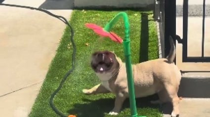 Illustration : En pleine canicule, cette chienne s'amuse comme jamais avec un arroseur en forme de fleur et savoure une pause fra&icirc;cheur (vid&eacute;o)