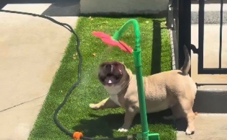 En pleine canicule, cette chienne s'amuse comme jamais avec un arroseur en forme de fleur et savoure une pause fraîcheur (vidéo)