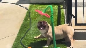 Illustration : En pleine canicule, cette chienne s'amuse comme jamais avec un arroseur en forme de fleur et savoure une pause fraîcheur (vidéo)