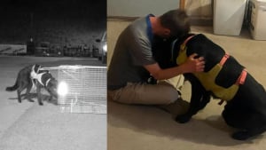 Illustration : Adopté récemment, un chien s’échappe en randonnée et survit 30 jours en montagne avant d’être retrouvé par une trentaine de bénévoles mobilisés