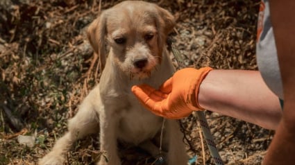 Illustration : D&eacute;pass&eacute; par le nombre et la situation, un habitant de l'Indre accepte la prise en charge de ses 70 chiens par la SPA
