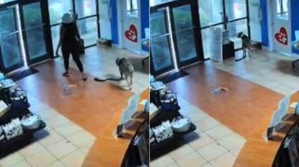 Illustration : Abandonn&eacute; par sa ma&icirc;tresse dans le hall d'un refuge, ce chien reprend confiance gr&acirc;ce aux b&eacute;n&eacute;voles qui veillent sur lui (vid&eacute;o)