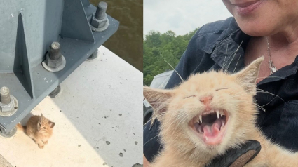 Illustration : Jet&eacute; sur un pont depuis une voiture en marche, ce chaton pass&eacute; &agrave; quelques centim&egrave;tres d'une chute dans le fleuve est secouru in extremis