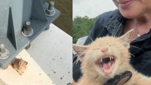 Illustration : "Jeté sur un pont depuis une voiture en marche, ce chaton passé à quelques centimètres d'une chute dans le fleuve est secouru in extremis"
