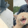 Illustration : Jet&eacute; sur un pont depuis une voiture en marche, ce chaton pass&eacute; &agrave; quelques centim&egrave;tres d'une chute dans le fleuve est secouru in extremis