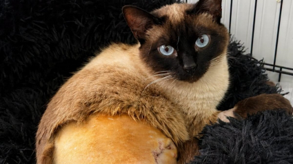 Illustration : Percut&eacute;e par une voiture, cette chatte errante perd une patte mais gagne une famille qu'est la police municipale