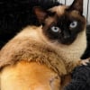 Illustration : Percut&eacute;e par une voiture, cette chatte errante perd une patte mais gagne une famille qu'est la police municipale