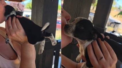 Illustration : Ce chiot couvert de bisous par sa m&egrave;re d'accueil y r&eacute;pond par d'irr&eacute;sistibles battements de pattes et de queue (vid&eacute;o)