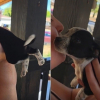 Illustration : Ce chiot couvert de bisous par sa m&egrave;re d'accueil y r&eacute;pond par d'irr&eacute;sistibles battements de pattes et de queue (vid&eacute;o)