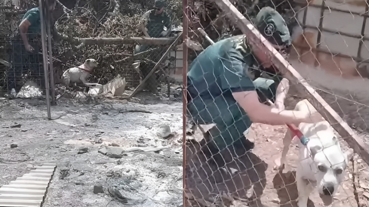 Illustration : "Coincé dans un enclos calciné après un incendie dévastateur, ce chien est finalement sauvé par les secouristes espagnols (vidéo)"