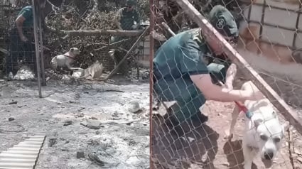 Illustration : Coinc&eacute; dans un enclos calcin&eacute; apr&egrave;s un incendie d&eacute;vastateur, ce chien est finalement sauv&eacute; par les secouristes espagnols (vid&eacute;o)
