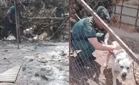 Coincé dans un enclos calciné après un incendie dévastateur, ce chien est finalement sauvé par les secouristes espagnols (vidéo)