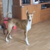 Illustration : 6 annonces d'adoption de chiens et de chats qui m&eacute;ritent toute votre attention cette semaine