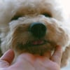 Illustration : Pourquoi votre chien vous donne-t-il des coups de museau fermes ?