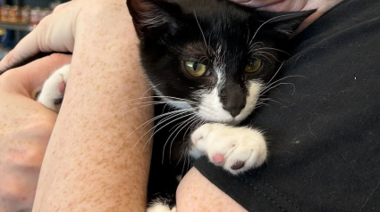 Illustration : Vol&eacute; et impliqu&eacute; malgr&eacute; lui dans une tentative de braquage de banque, ce chaton est sauv&eacute; par la police et attend d'&ecirc;tre adopt&eacute;