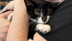 Illustration : Vol&eacute; et impliqu&eacute; malgr&eacute; lui dans une tentative de braquage de banque, ce chaton est sauv&eacute; par la police et attend d'&ecirc;tre adopt&eacute;