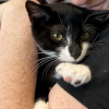 Illustration : Vol&eacute; et impliqu&eacute; malgr&eacute; lui dans une tentative de braquage de banque, ce chaton est sauv&eacute; par la police et attend d'&ecirc;tre adopt&eacute;