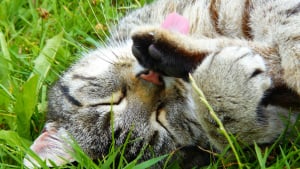 Illustration : "Anti-moustique : la science découvre la vraie raison de l'amour des chats pour la cataire"