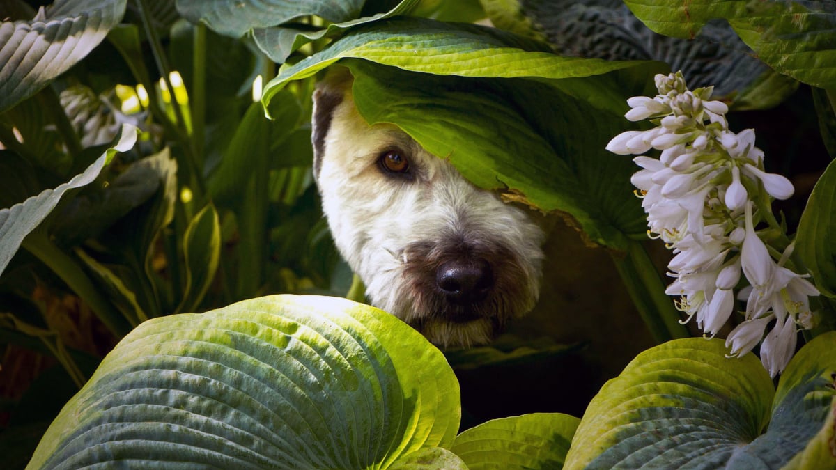 Illustration : "Pourquoi votre chien se cache-t-il ou vous fuit-il pour faire ses besoins ?"