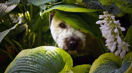 Illustration : Pourquoi votre chien se cache-t-il ou vous fuit-il pour faire ses besoins ?