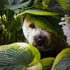Illustration : Pourquoi votre chien se cache-t-il ou vous fuit-il pour faire ses besoins ?