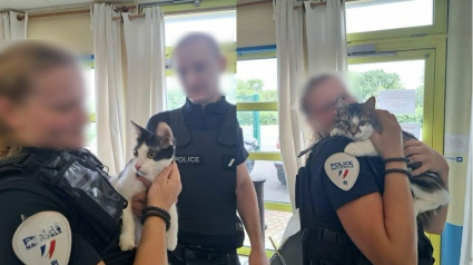 Illustration : &laquo; Il s'ennuyait &raquo;, 2 chats retir&eacute;s &agrave; leur propri&eacute;taire apr&egrave;s la diffusion en ligne de vid&eacute;os de maltraitance &agrave; Maubeuge (59)