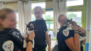 Illustration : "« Il s'ennuyait », 2 chats retirés à leur propriétaire après la diffusion en ligne de vidéos de maltraitance à Maubeuge (59)"