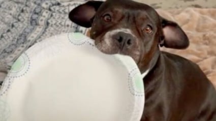 Illustration : 14 images qui mettent en avant toute la spontan&eacute;it&eacute; des chiens face &agrave; l&rsquo;objectif de l&rsquo;appareil photo 