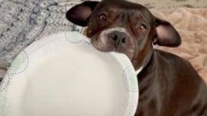 Illustration : "14 images qui mettent en avant toute la spontanéité des chiens face à l’objectif de l’appareil photo "