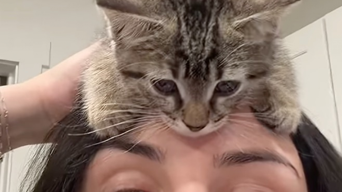 Illustration : "Sauvé d'un logement insalubre, ce chaton câline tendrement sa nouvelle maîtresse et s'endort dans une chaussette (vidéo)"