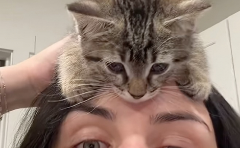 Sauvé d'un logement insalubre, ce chaton câline tendrement sa nouvelle maîtresse et s'endort dans une chaussette (vidéo)