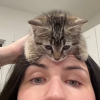 Illustration : Sauv&eacute; d'un logement insalubre, ce chaton c&acirc;line tendrement sa nouvelle ma&icirc;tresse et s'endort dans une chaussette (vid&eacute;o)