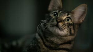 Illustration : "La science prouve que votre chat associe mentalement le son de votre voix à la forme de votre visage"