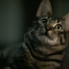 Illustration : La science prouve que votre chat associe mentalement le son de votre voix &agrave; la forme de votre visage